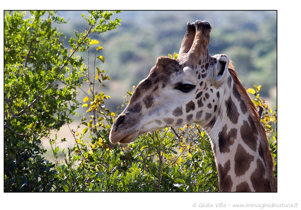 Giraffa - Giraffa camelopardalis